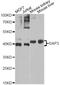 Death Associated Protein 3 antibody, A7003, ABclonal Technology, Western Blot image 