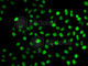Splicing Factor 3b Subunit 2 antibody, A5875, ABclonal Technology, Immunofluorescence image 