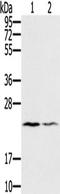 ET-2 antibody, TA349943, Origene, Western Blot image 
