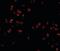 Scavenger receptor class A member 5 antibody, orb94292, Biorbyt, Immunofluorescence image 