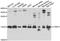 Vesicle Associated Membrane Protein 3 antibody, A02464, Boster Biological Technology, Western Blot image 