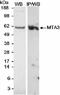 Metastasis Associated 1 Family Member 3 antibody, NB100-2306, Novus Biologicals, Western Blot image 
