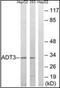 ADP/ATP translocase 3 antibody, orb96377, Biorbyt, Western Blot image 
