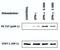 Signal Transducer And Activator Of Transcription 1 antibody, MA1-19323, Invitrogen Antibodies, Western Blot image 