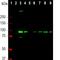 Aldehyde Dehydrogenase 1 Family Member L1 antibody, M04615, Boster Biological Technology, Western Blot image 