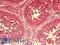 Spermatogenesis Associated 18 antibody, LS-B9604, Lifespan Biosciences, Immunohistochemistry frozen image 