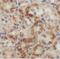 Malonyl-CoA decarboxylase, mitochondrial antibody, FNab05225, FineTest, Immunohistochemistry frozen image 