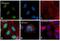 X-Box Binding Protein 1 antibody, PA5-27650, Invitrogen Antibodies, Immunofluorescence image 