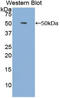 Heparin-binding growth factor 1 antibody, LS-C305035, Lifespan Biosciences, Western Blot image 