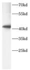 AIFM2 antibody, FNab10395, FineTest, Western Blot image 