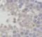 Fatty Acid Amide Hydrolase antibody, FNab02927, FineTest, Immunohistochemistry paraffin image 