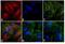 Mouse IgG (H+L) antibody, A16071, Invitrogen Antibodies, Immunofluorescence image 