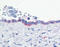 Ectonucleotide Pyrophosphatase/Phosphodiesterase 3 antibody, TA316707, Origene, Immunohistochemistry frozen image 