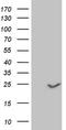 CLDN3 antibody, NBP2-46299, Novus Biologicals, Western Blot image 