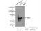 Occludin antibody, 13409-1-AP, Proteintech Group, Immunoprecipitation image 