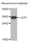 Uncoupling Protein 1 antibody, abx005463, Abbexa, Western Blot image 