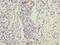 Family With Sequence Similarity 222 Member B antibody, CSB-PA851963LA01HU, Cusabio, Immunohistochemistry frozen image 