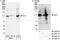 hSIRT1 antibody, A300-688A, Bethyl Labs, Immunoprecipitation image 