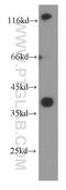 D-Amino Acid Oxidase antibody, 66296-1-Ig, Proteintech Group, Western Blot image 