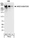 AT-Rich Interaction Domain 1A antibody, NB100-55334, Novus Biologicals, Western Blot image 