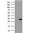 COP9 Signalosome Subunit 5 antibody, NBP2-01813, Novus Biologicals, Western Blot image 