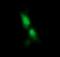 Rieske Fe-S Domain Containing antibody, NBP2-45947, Novus Biologicals, Immunofluorescence image 
