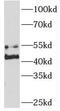Sorting Nexin 7 antibody, FNab08096, FineTest, Western Blot image 