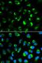 Serine Hydroxymethyltransferase 2 antibody, orb49118, Biorbyt, Immunofluorescence image 