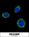 Glutamate Decarboxylase 2 antibody, 55-644, ProSci, Immunofluorescence image 