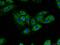 Mucin-8 antibody, 55489-1-AP, Proteintech Group, Immunofluorescence image 