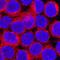 C-C Motif Chemokine Ligand 3 antibody, AF-450-NA, R&D Systems, Immunofluorescence image 