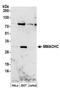 Metabolism Of Cobalamin Associated C antibody, A304-541A, Bethyl Labs, Western Blot image 