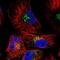 Small Integral Membrane Protein 7 antibody, PA5-60250, Invitrogen Antibodies, Immunofluorescence image 