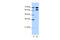 Ribonucleoprotein, PTB Binding 1 antibody, 29-490, ProSci, Enzyme Linked Immunosorbent Assay image 