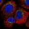 Granulin Precursor antibody, HPA028747, Atlas Antibodies, Immunofluorescence image 