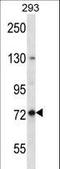Paraplegin antibody, LS-C161447, Lifespan Biosciences, Western Blot image 