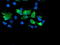 Sentrin-specific protease 2 antibody, TA504810, Origene, Immunofluorescence image 