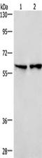 CD244 antibody, TA349773, Origene, Western Blot image 