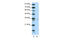 Zinc Finger Protein 177 antibody, 28-846, ProSci, Enzyme Linked Immunosorbent Assay image 