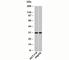 Homeobox A9 antibody, N1093-100UG, NSJ Bioreagents, Western Blot image 