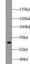 E3 ubiquitin-protein ligase UBR2 antibody, FNab09209, FineTest, Western Blot image 