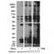 Acetylated-Lysine antibody, TA160023, Origene, Western Blot image 
