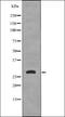 14-3-3 sigma antibody, orb336118, Biorbyt, Western Blot image 