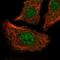 ATPase Sarcoplasmic/Endoplasmic Reticulum Ca2+ Transporting 2 antibody, HPA067892, Atlas Antibodies, Immunocytochemistry image 