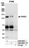 Formin Homology 2 Domain Containing 1 antibody, A304-824A, Bethyl Labs, Immunoprecipitation image 