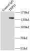 Transcriptional Repressor GATA Binding 1 antibody, FNab09025, FineTest, Immunoprecipitation image 