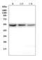 One Cut Homeobox 2 antibody, A09652-1, Boster Biological Technology, Western Blot image 