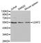 U2 Small Nuclear RNA Auxiliary Factor 2 antibody, LS-C331774, Lifespan Biosciences, Western Blot image 
