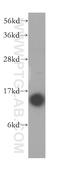 40S ribosomal protein S14 antibody, 16683-1-AP, Proteintech Group, Western Blot image 