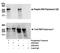 RNA Polymerase II antibody, A300-654A, Bethyl Labs, Immunoprecipitation image 